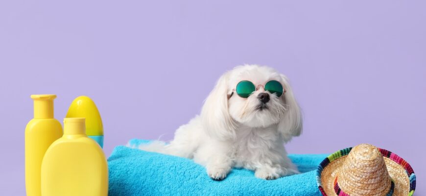 Adorable,Bolognese,Dog,In,Sunglasses,Lying,On,Towel,With,Hat